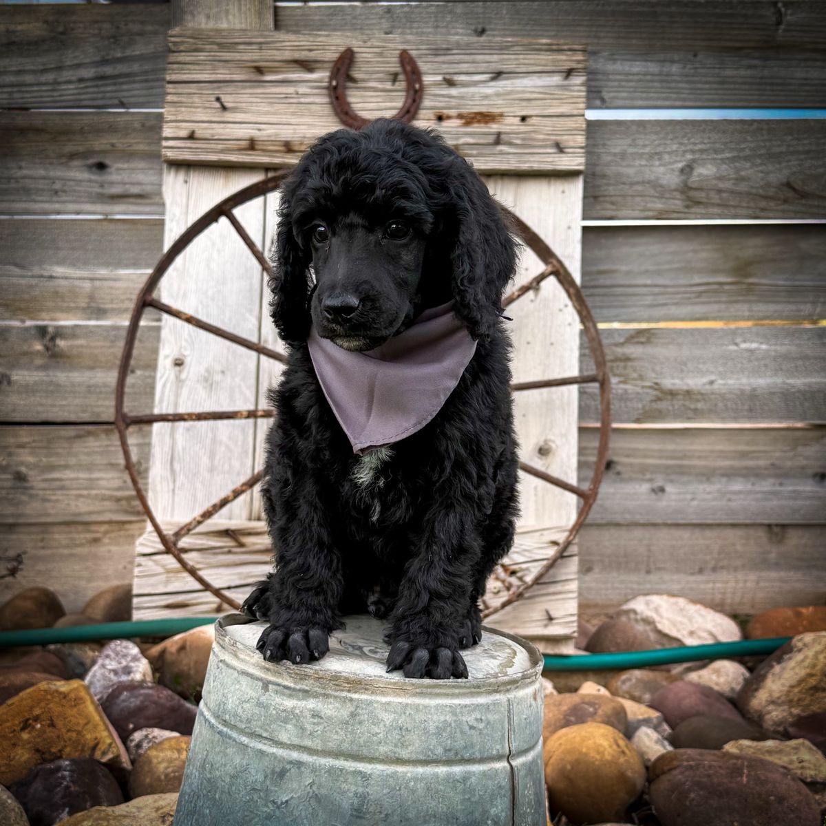 AKC Standard Poodles