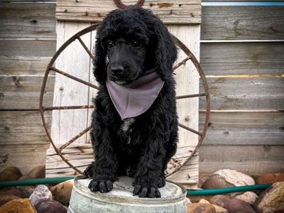 AKC Standard Poodles