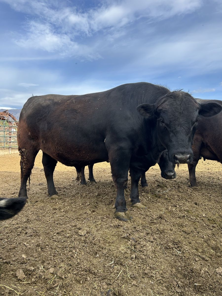 Black Angus Bull