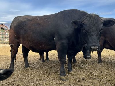 Black Angus Bull