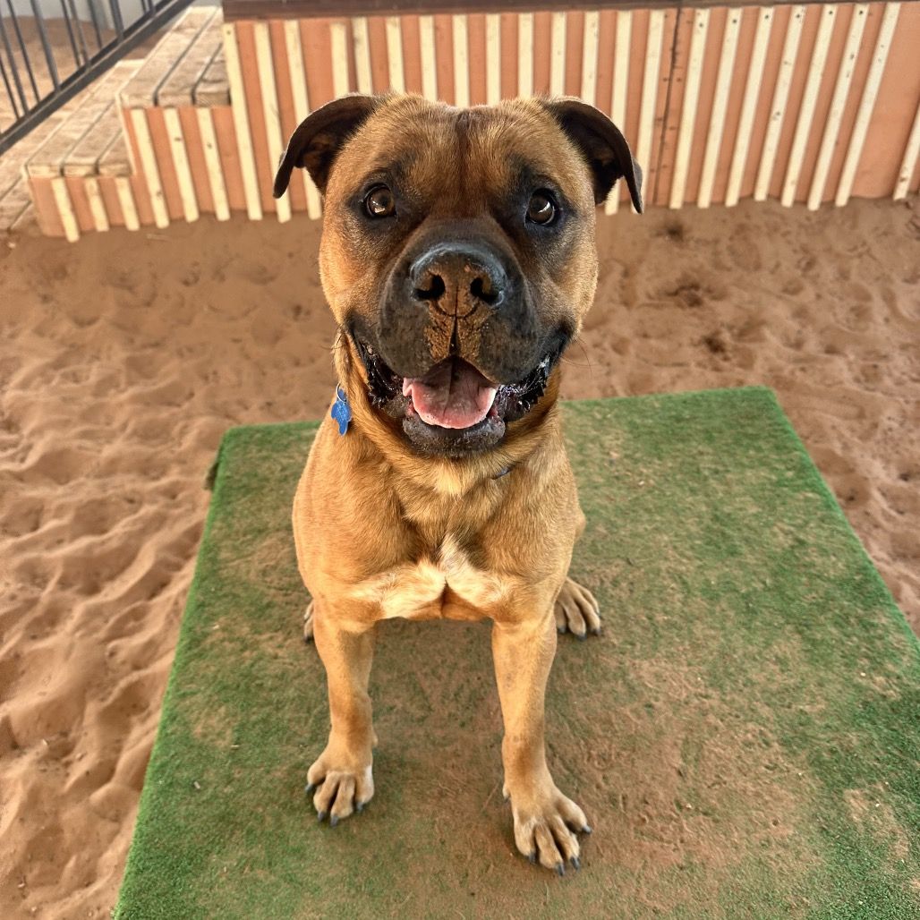 Hello my name is Rockhopper