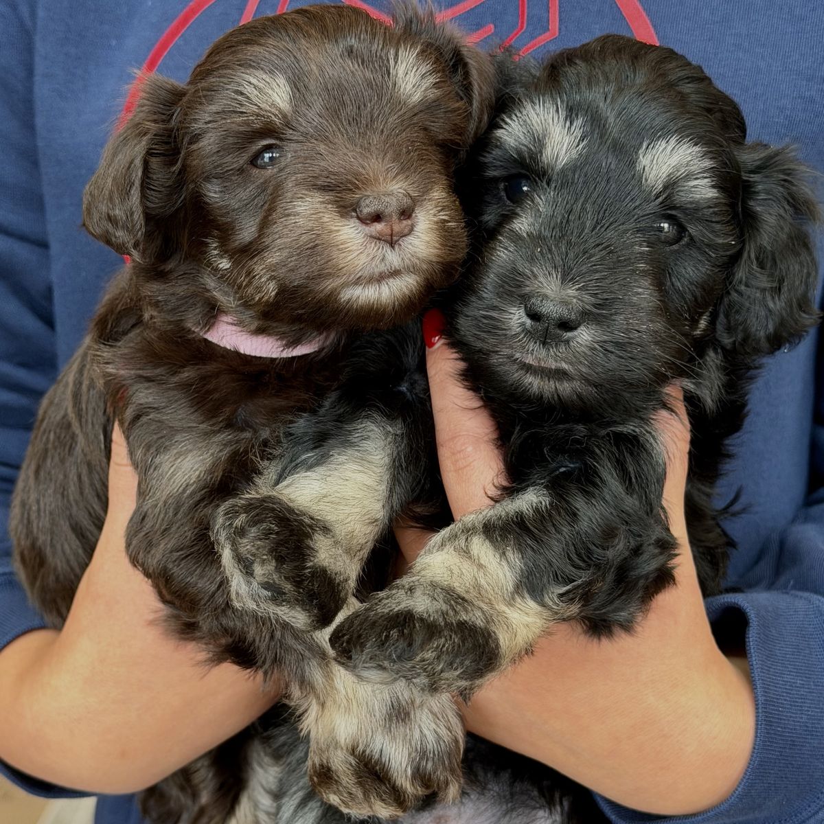 AKC Miniature Schnauzer Puppies