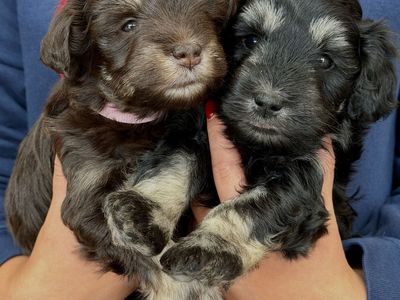 AKC Miniature Schnauzer Puppies
