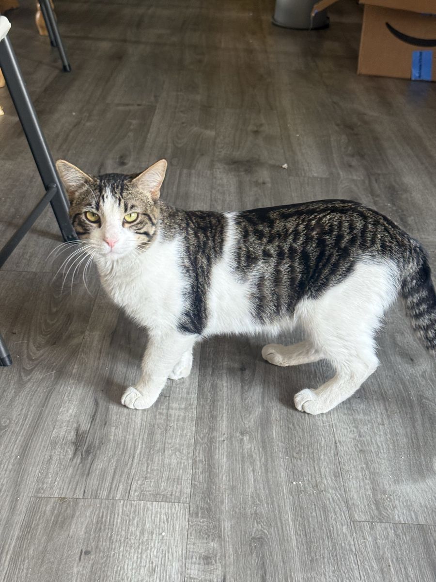 Free Domestic Short Hair Cats