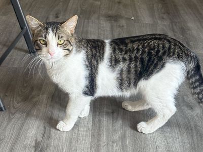 Free Domestic Short Hair Cats