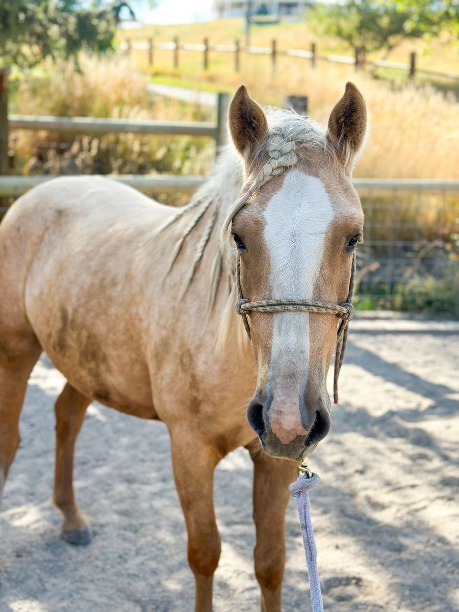 Beautiful 3 Year Old Palomino Mare