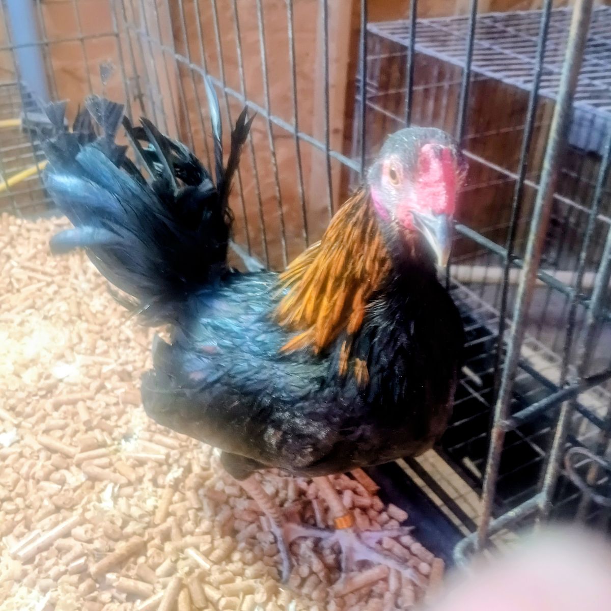 Aztecas beautiful young azteca rooster. 1 hen 50 each