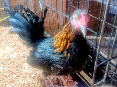 Aztecas beautiful young azteca rooster. 1 hen 50 each