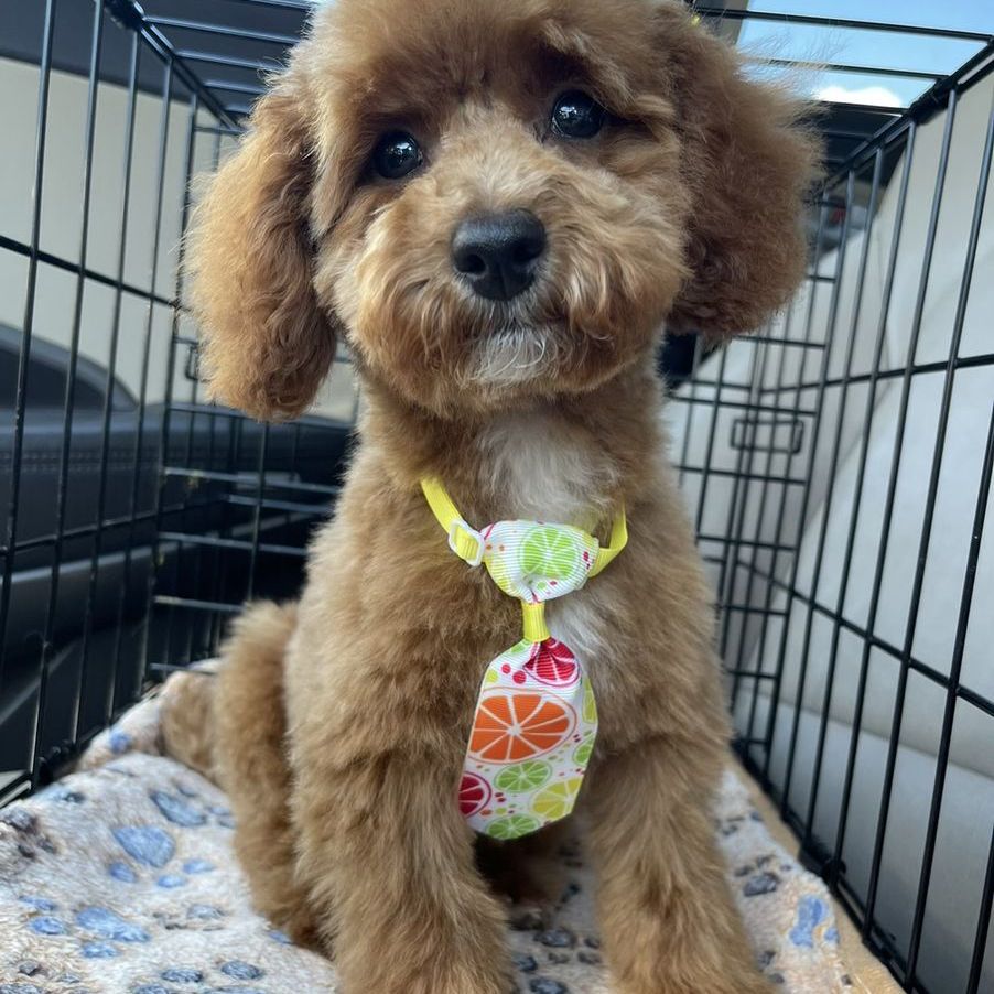 Sweet AKC Registered 6lb Toy Poodle Stud