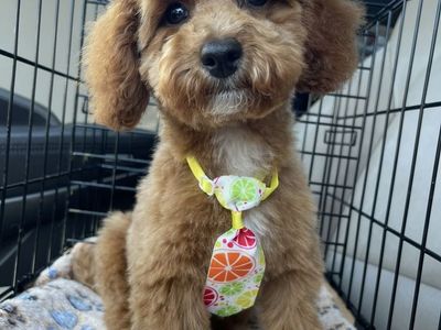 Sweet AKC Registered 6lb Toy Poodle Stud