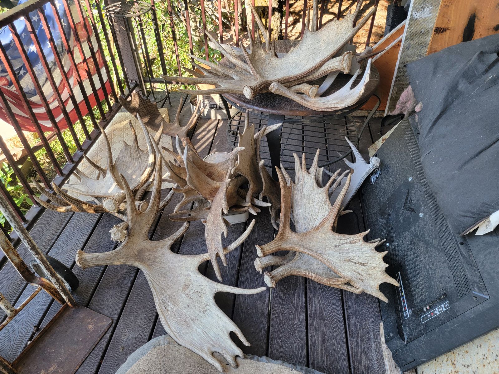 Moose antlers trade for elk