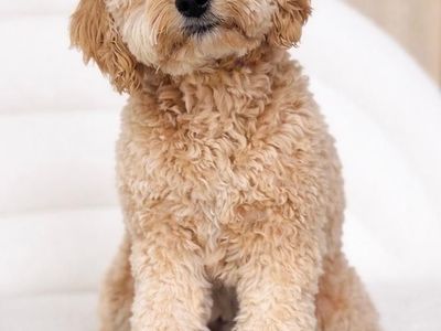 Beau - 16lbs. -/- Multigen Toy Cavapoo Stud/35% Cavalier