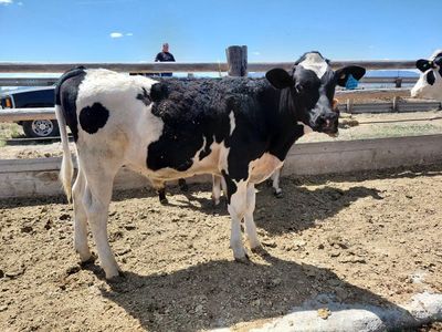 Holstein Beef Cross Steer