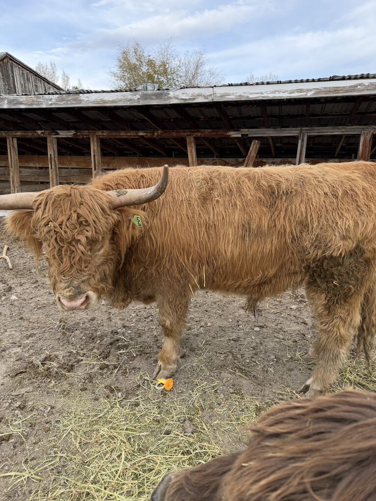 Scottish New highland Bull For Lease