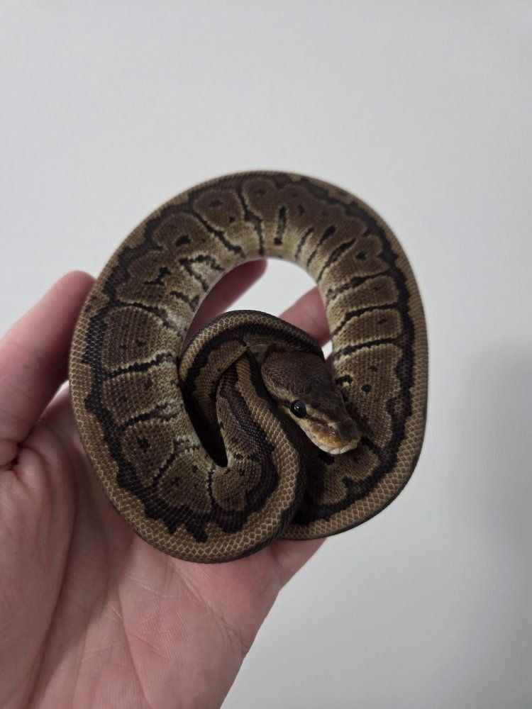 Chocolate Pinstripe het DG Female