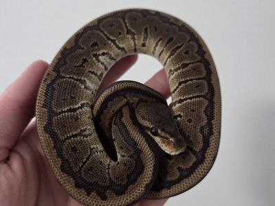 Chocolate Pinstripe het DG Female