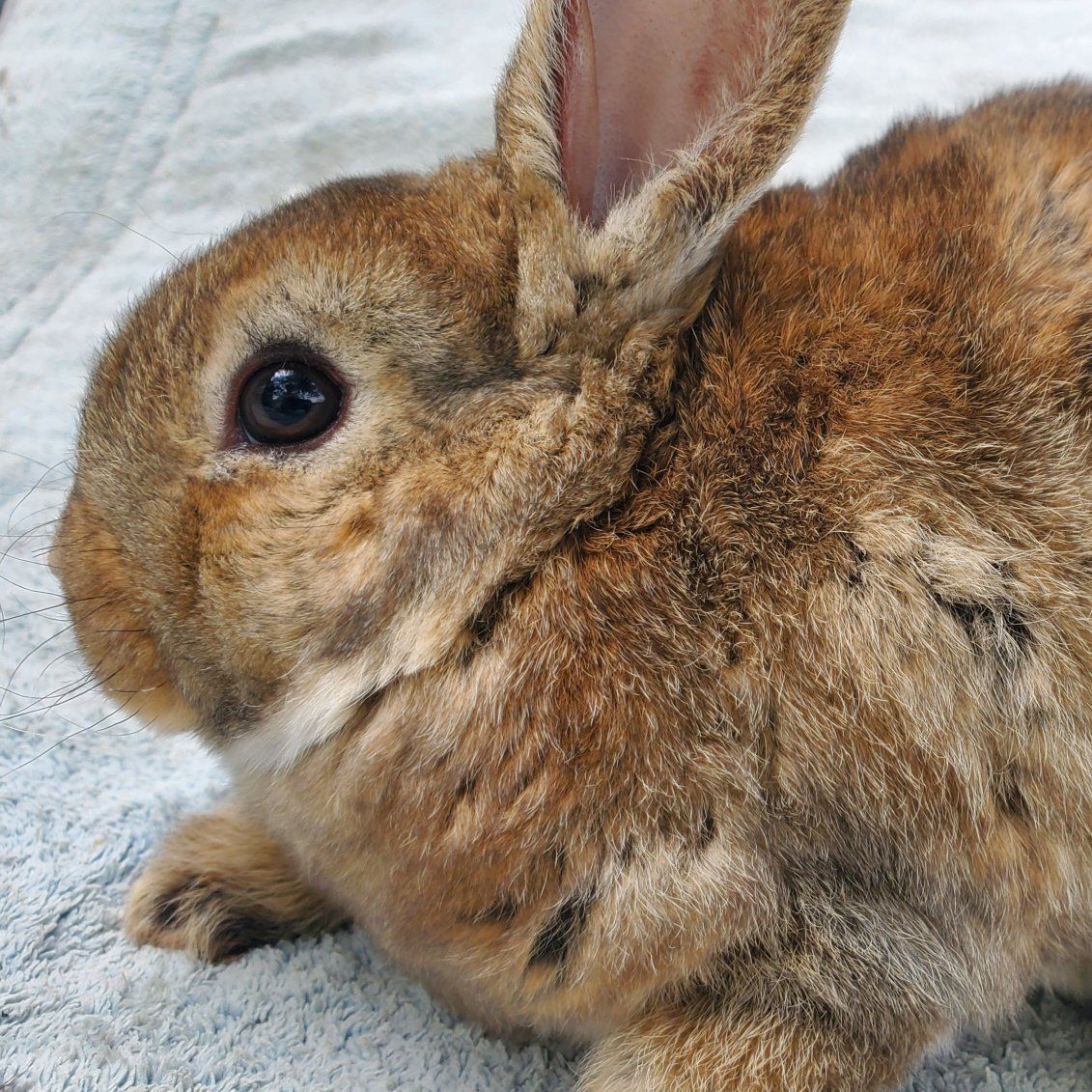 Purebred Mini Rex Baby Bunny Girl Castor