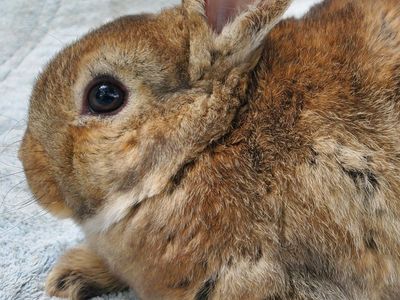 Purebred Mini Rex Baby Bunny Girl Castor