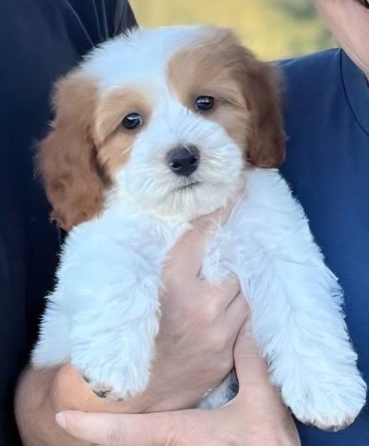 Mini Golden Doodle