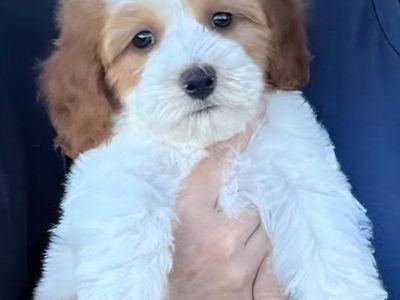 Mini Golden Doodle
