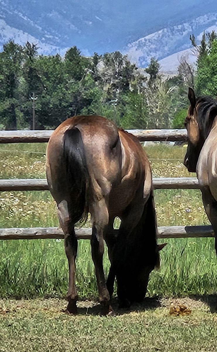 Bustin My Seams AQHA Blue Roan Yearling Gelding :  Very Classy Keen Head. Foundation Bred: Paddy's Irish Whiskey & Hancock