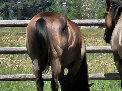 Bustin My Seams AQHA Blue Roan Yearling Gelding : Very Classy Keen Head. Foundation Bred: Paddy's Irish Whiskey & Hancock