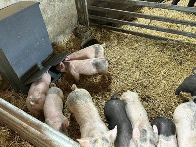 Piglets for Sale