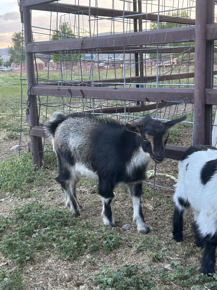 Goat for sale