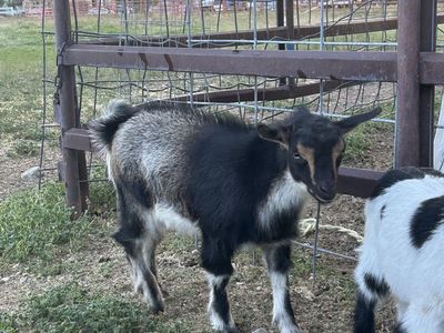 Goat for sale