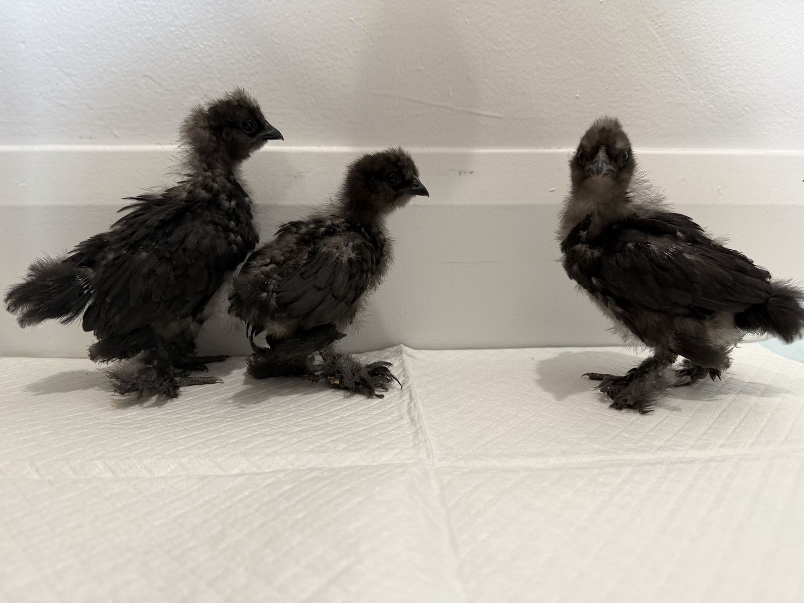 Silkie / Cochin Bantam mix s