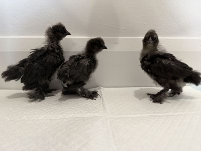 Silkie / Cochin Bantam mix s