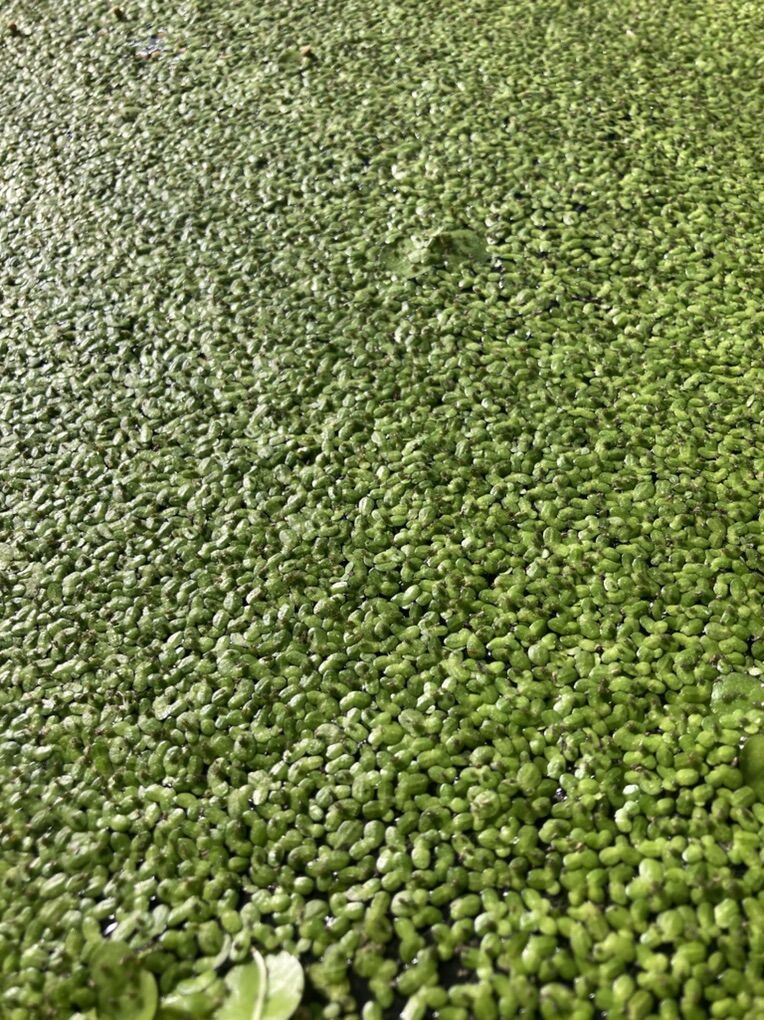 Duckweed