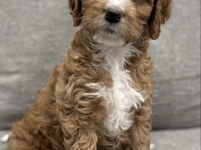 Mini Cockapoo Puppies