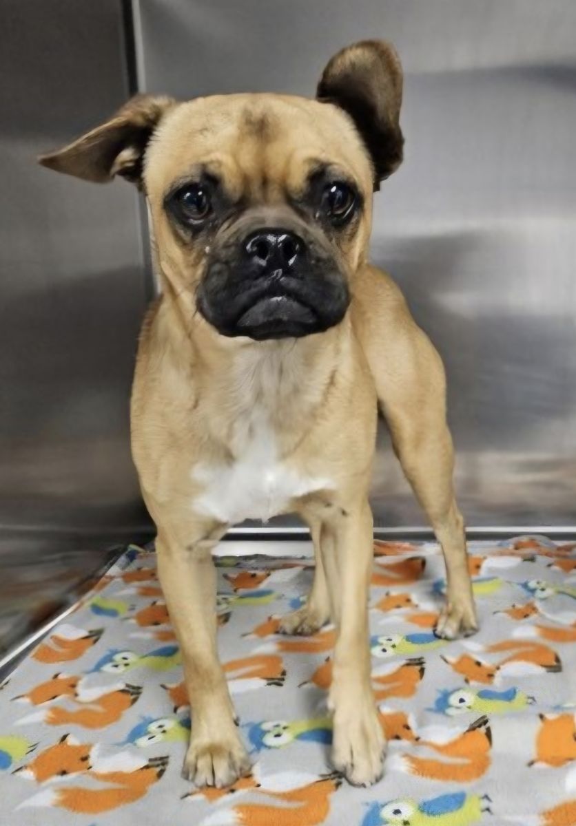 Paloma, 2 year old chug ( pug/chihuahua)