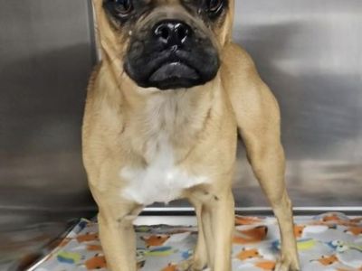 Paloma, 2 year old chug ( pug/chihuahua)