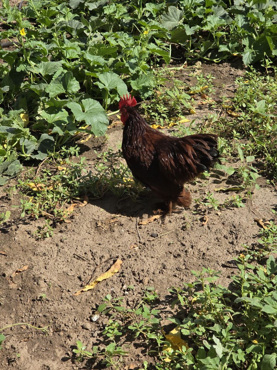 Bantam Rooster- Live Poultry for Sale
