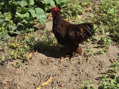 Bantam Rooster- Live Poultry for Sale