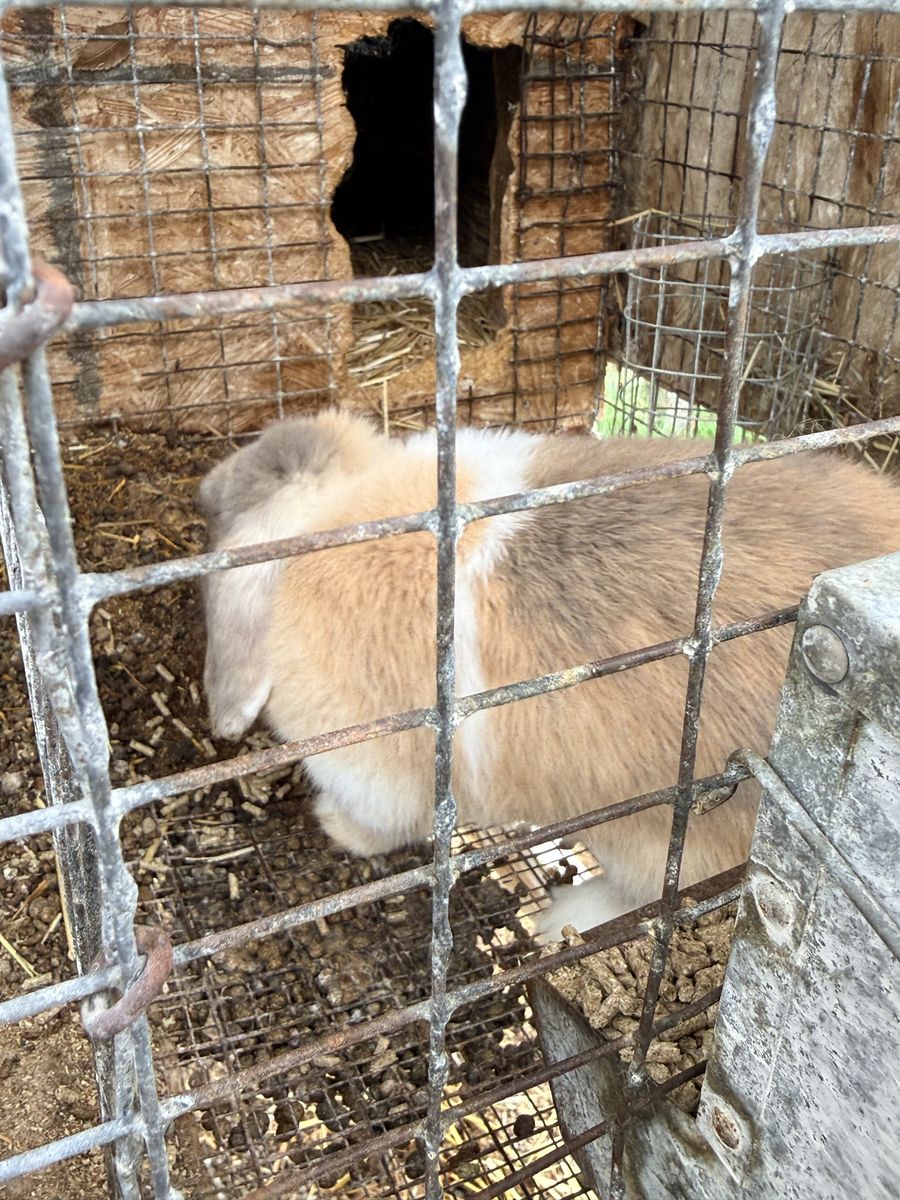 Purebred holland lop doe