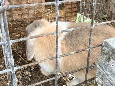 Purebred holland lop doe