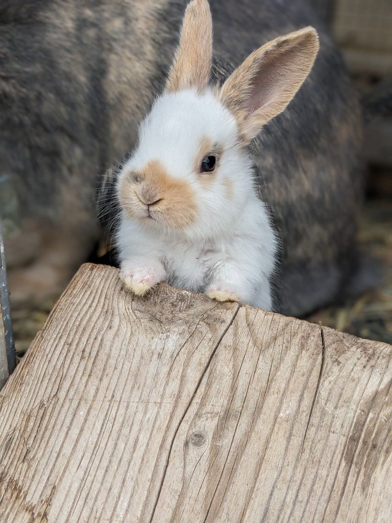 Baby Rhinelander Bunny Rabbits