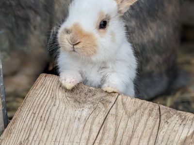 Baby Rhinelander Bunny Rabbits