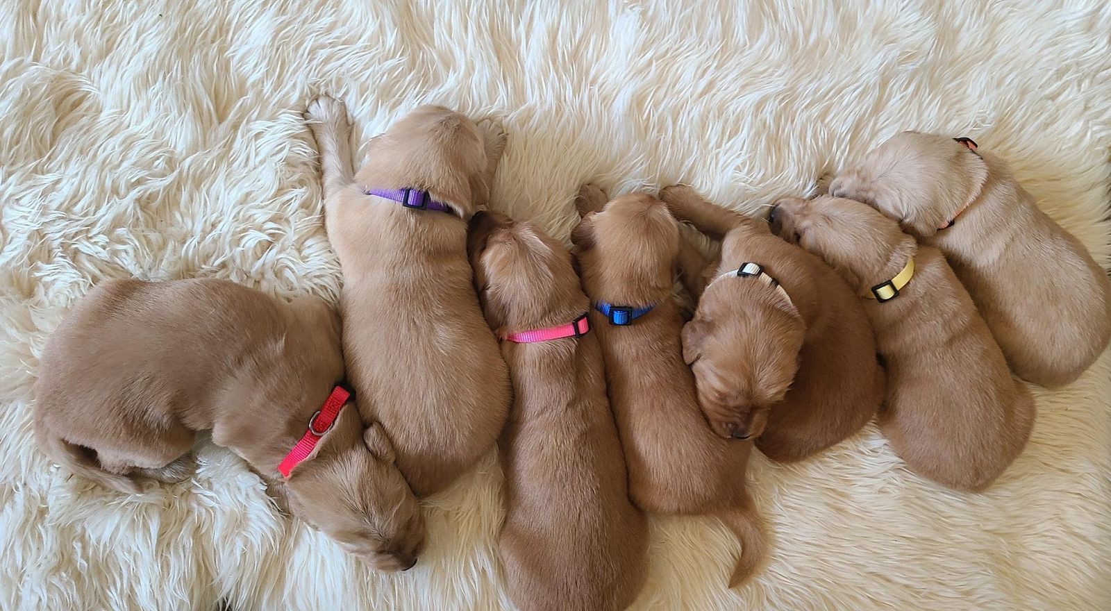 AKC Golden Retriever puppies