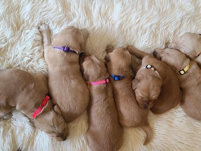 AKC Golden Retriever puppies