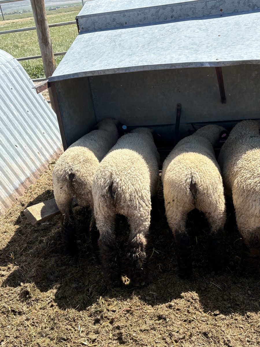 Show lambs