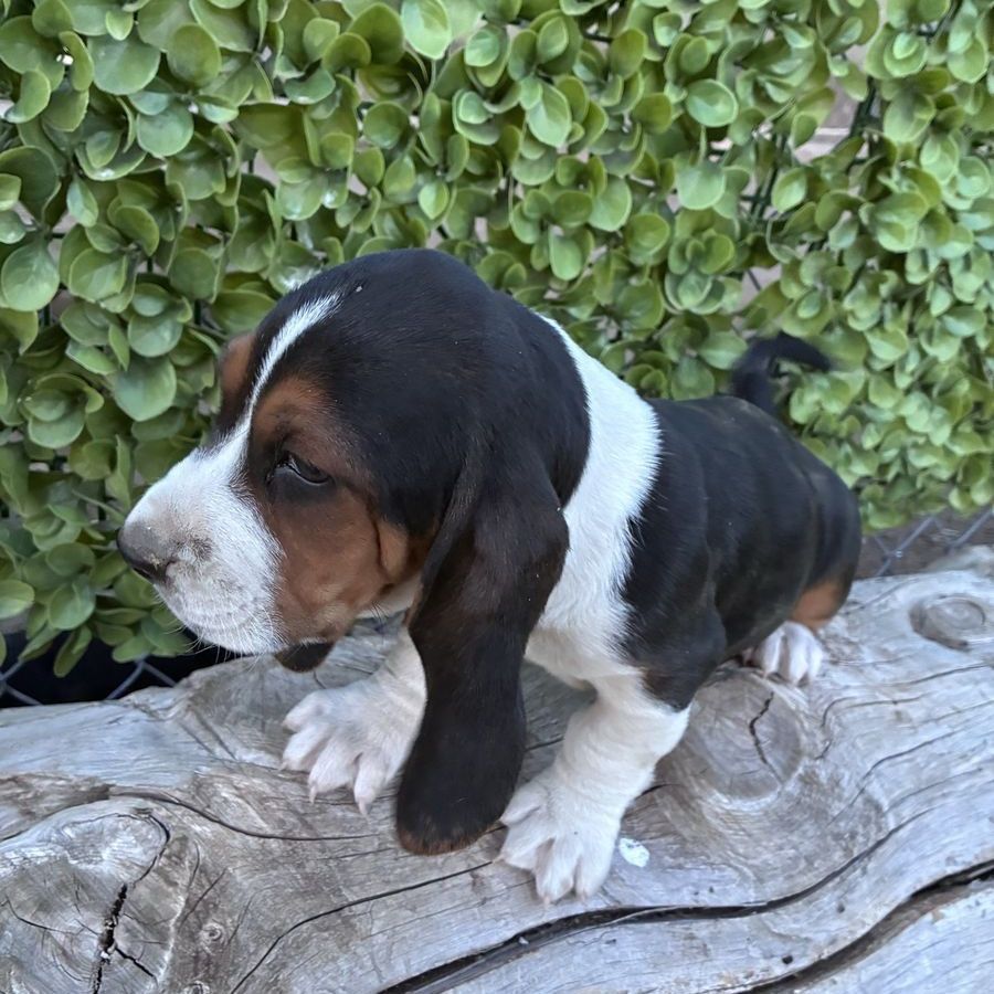 Basset hound puppies