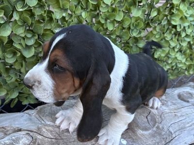 Basset hound puppies