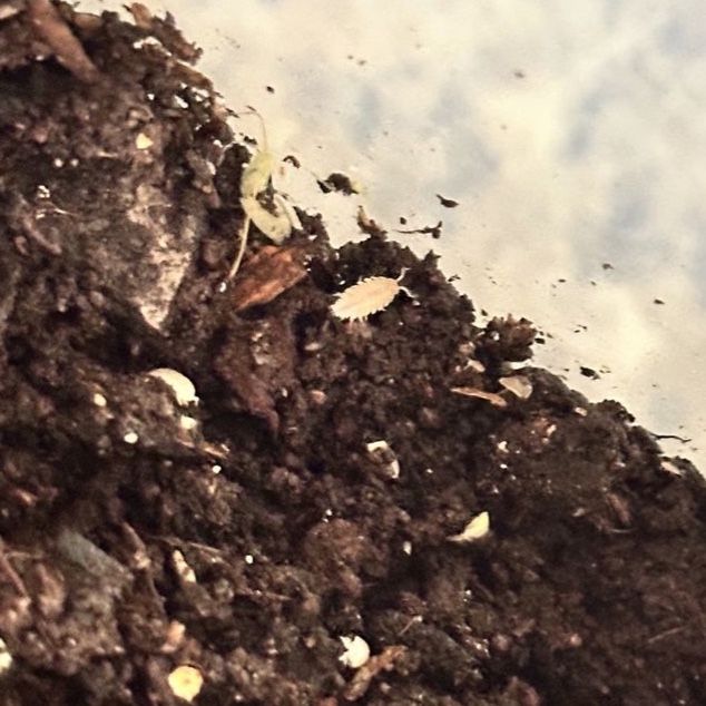 Dwarf White Isopods (Trichorina tomentosa) - Bioactive Cleanup Crew