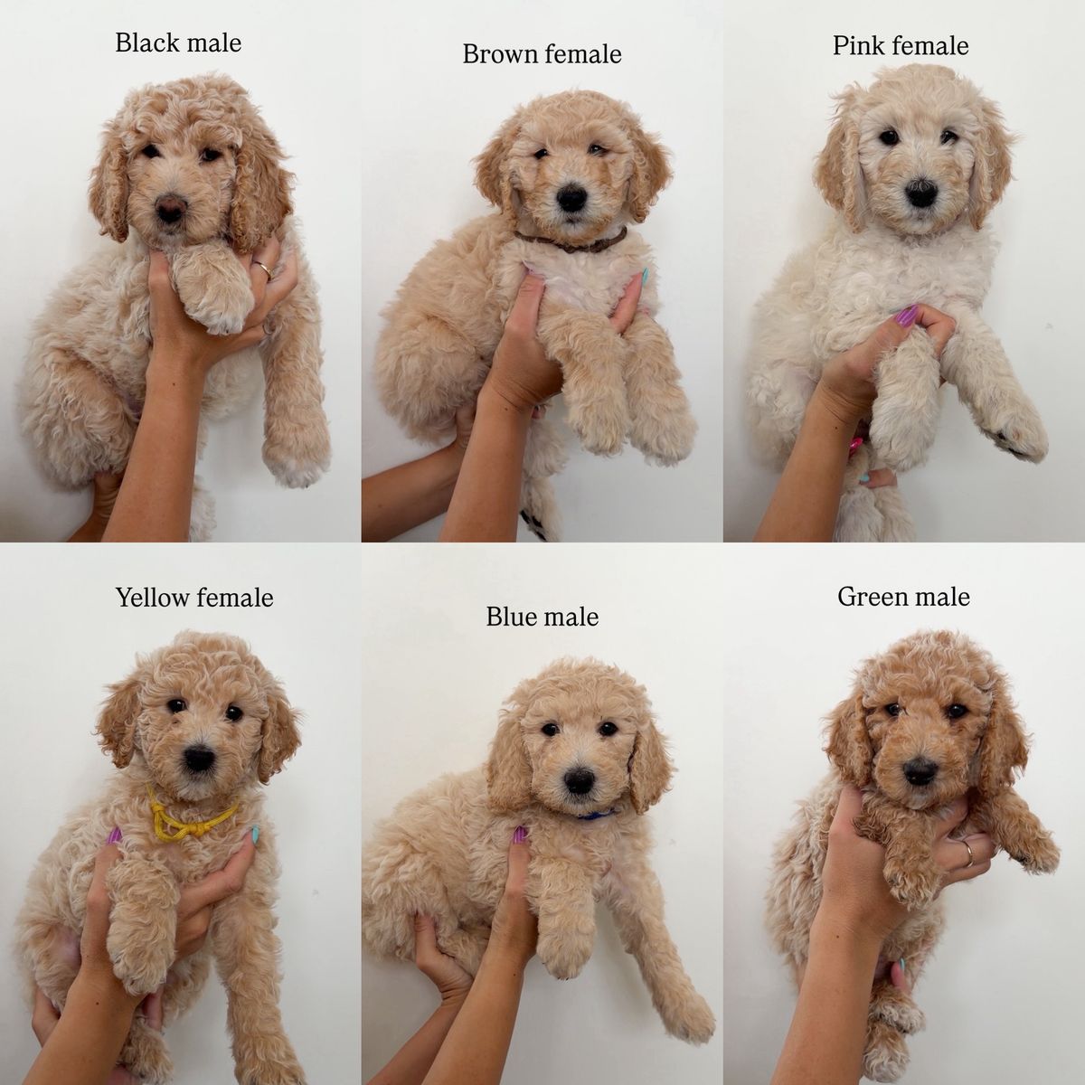 Medium Goldendoodle Puppies | Price Reduced | Ready Aug 21