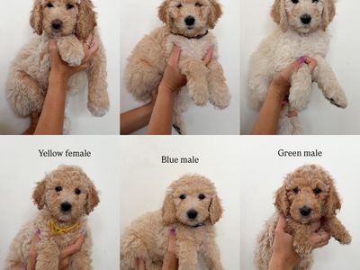 Medium Goldendoodle Puppies | Price Reduced | Ready Aug 21