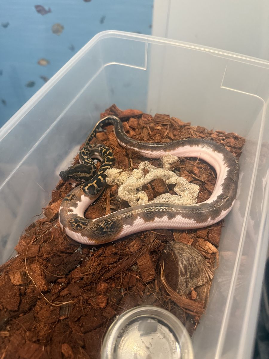 Pied Burmese Python Male